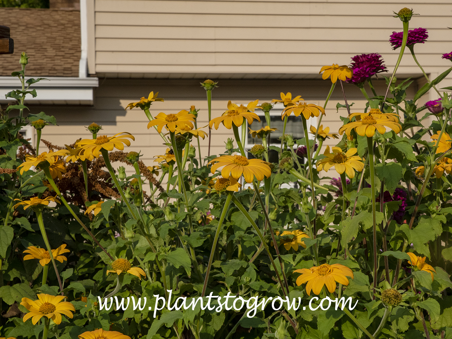 Mexican Sunflower; Mexican Sunflower 'Yellow Torch'; Tithonia; annual